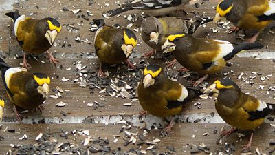 A flock of Evening Grosbeaks enjoy some sunflower seed. Photo by pirhan via Birdshare.