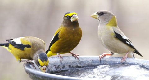 2 male and 1 female Evening Grosbeaks at a frozen birdbath