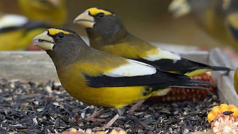 Evening Grosbeaks at a feeder by Josée Rousseau/Macaulay Library