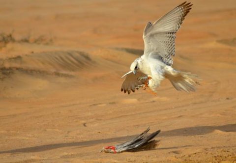 Gyrfalcon