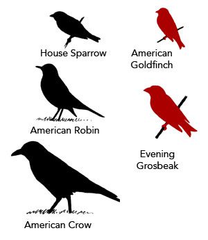 comparative sizes of birds