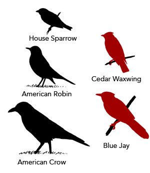 comparative sizes of birds