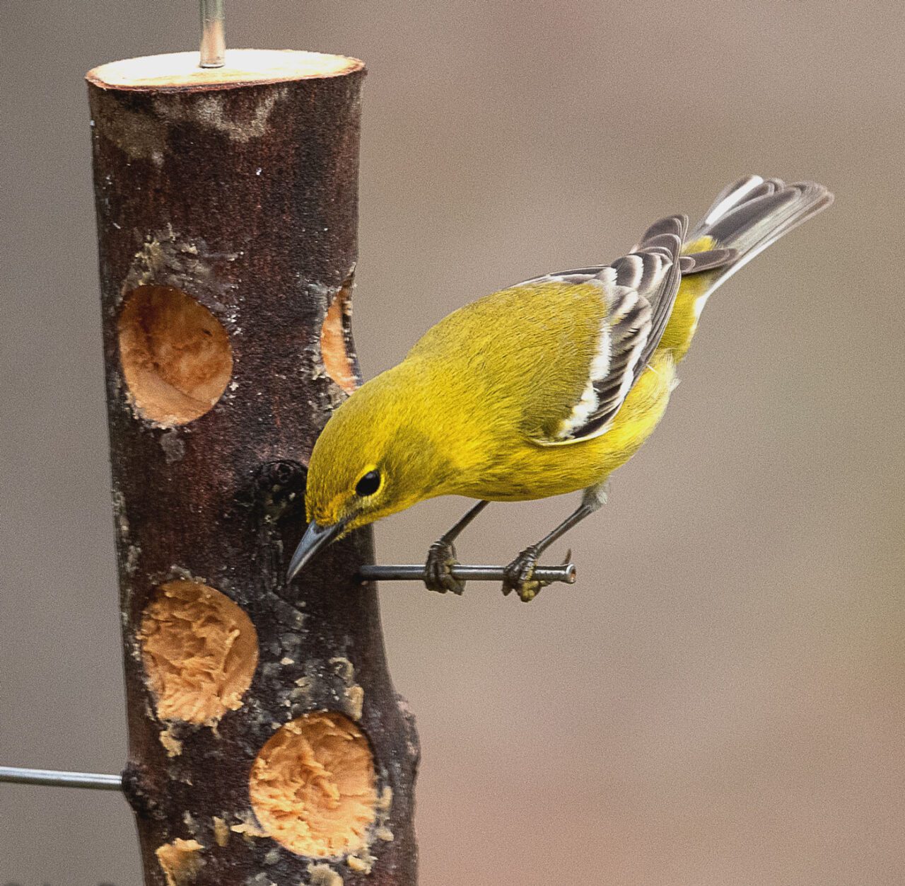 A yellow bird at a log feeder with peanut butter in the holes.