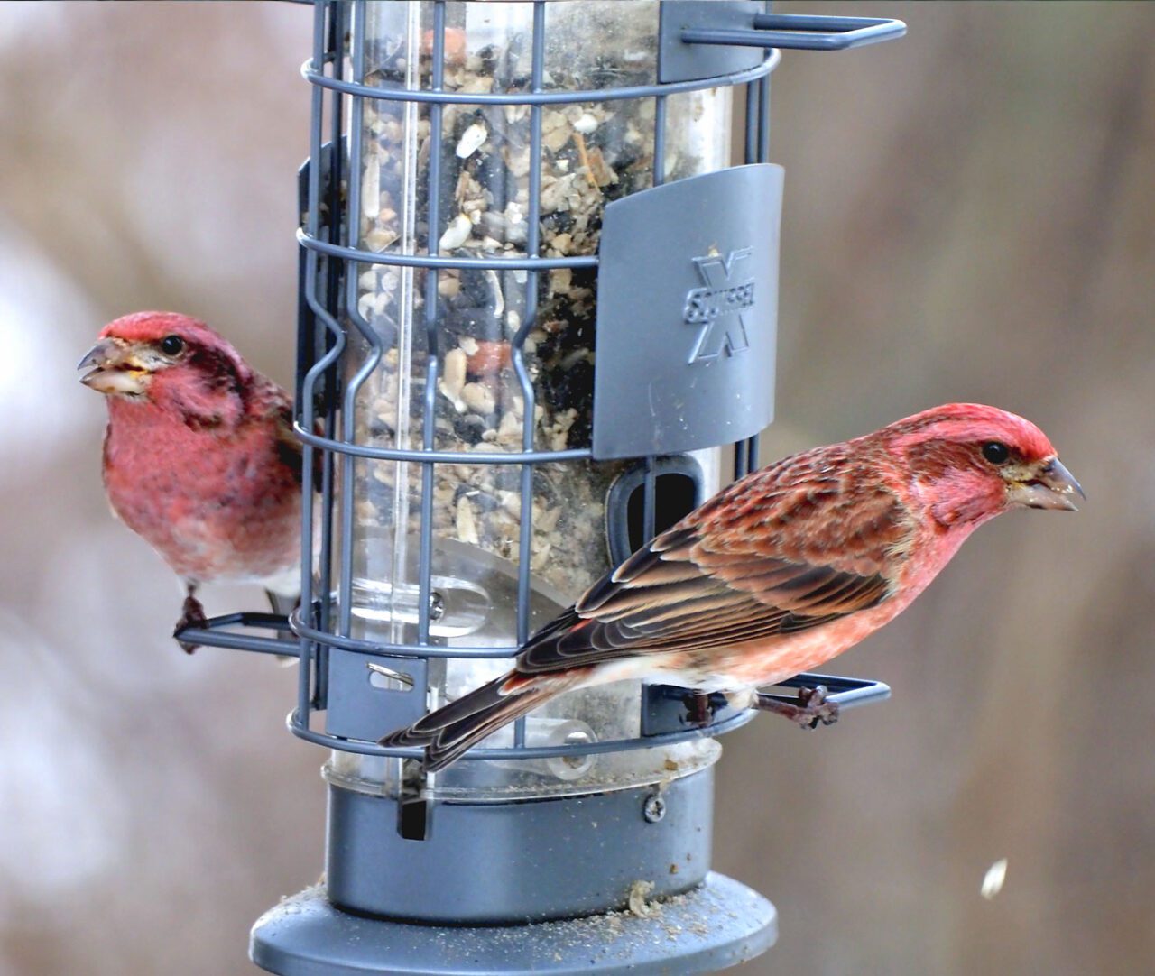 Two raspberry. stripy birds at a feeder.