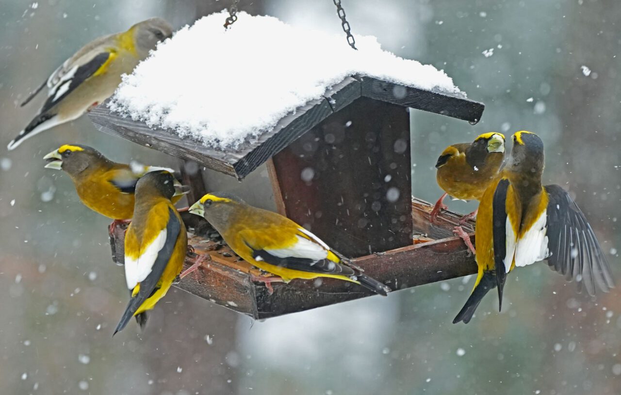 Six yellow, gray and white birds gather at a house feeder in the snow.