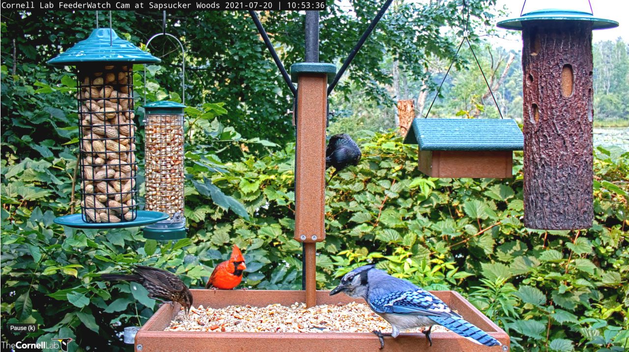 Various birds at a bird feeding station with several different bird feeders.