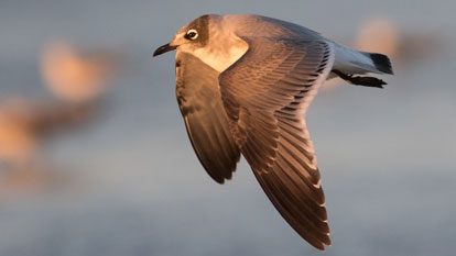 Franklin's Gull by Tom Johnson/Macaulay Library.