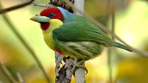 Versicolored Barbet, Roger Ahlman https://macaulaylibrary.org/asset/35919281