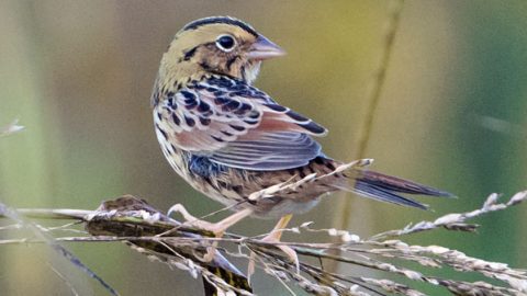 Henslow's Sparrow by Andrew Cannizzaro/Macaulay Library.