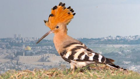 Eurasian Hoopoe by Miriam Baril/Macaulay Library, vista by Armon Hanatziv Promenade/Alamy.