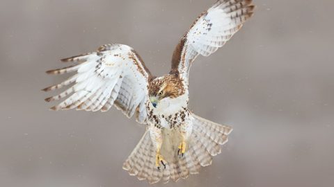 Red-tailed Hawk by David Speiser