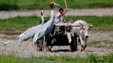 Sarus Cranes by K.S. Gopi Sundar