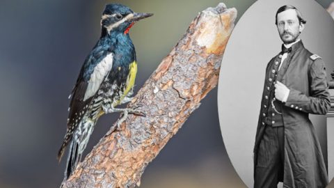 Williamson's Sapsucker by Todd Steckel via Birdshare. Robert Stockton Williamson courtesy Library of Congress