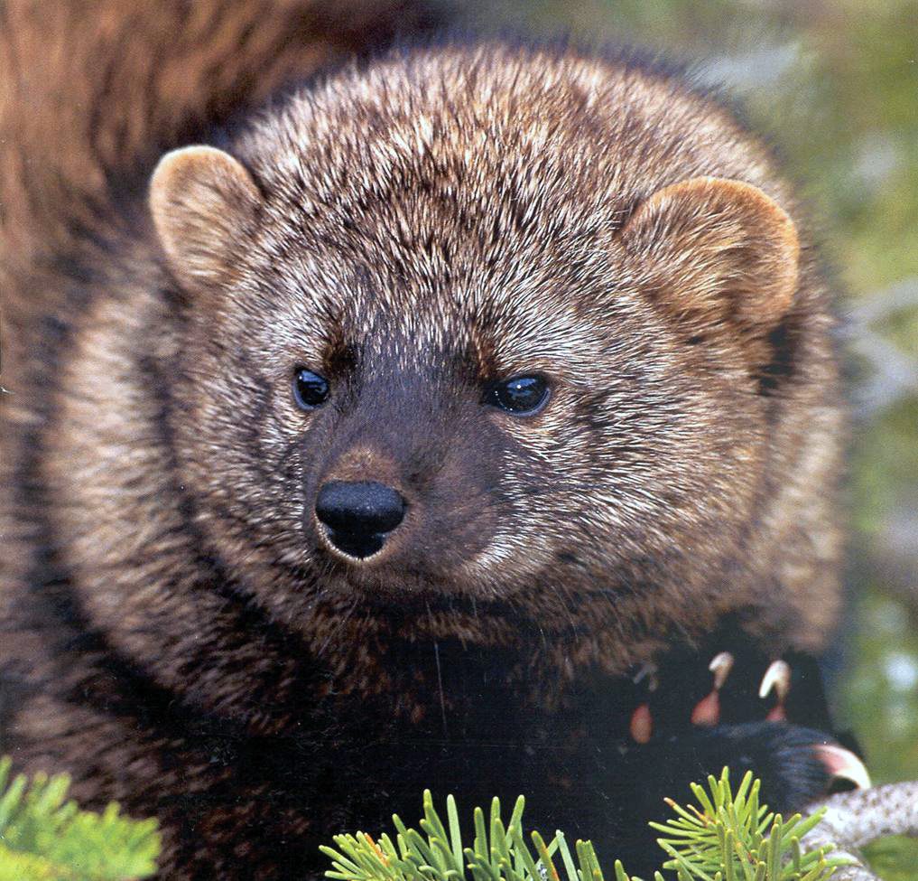 closeup of a fisher in an evergreen tree