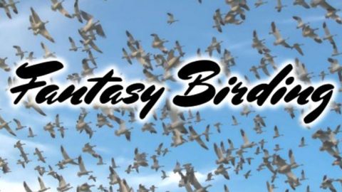 Fantasy Birding