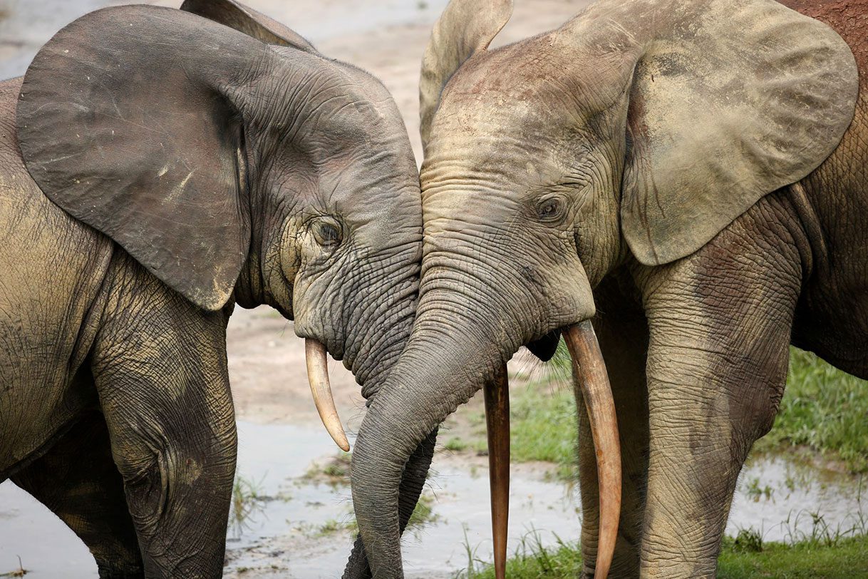 Two elephants stand touching foreheads.