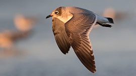 First-winter Franklin's Gull at Cape May, NJ. Note its well-defined half-hood, obvious white eye arcs, and white tail with crisp black terminal band. Photo by Tom Johnson.