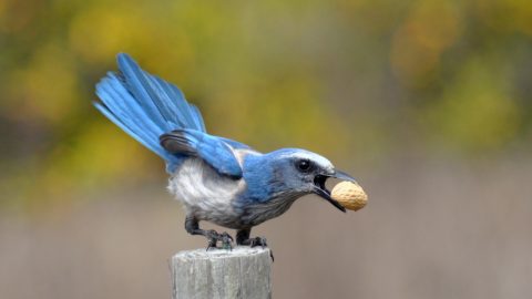 florida scrub-jay