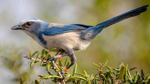 Florida Scrub-Jay by Frank Salmon/Macaulay Library, ML78514131