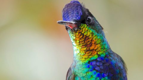 Fiery-throated Hummingbird by David Mora Vargas/Macaulay Library