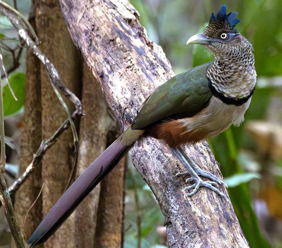 Bird of several colors. large bill, long tail and crested head, stands in the woods.