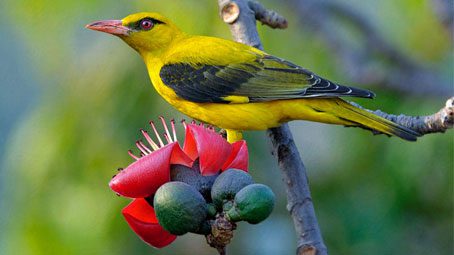 Indian Golden Oriole by Sumit Sen, West Bengal, India, 2015 GBBC, 2015 Great Backyard Bird Count Sets New Species Record