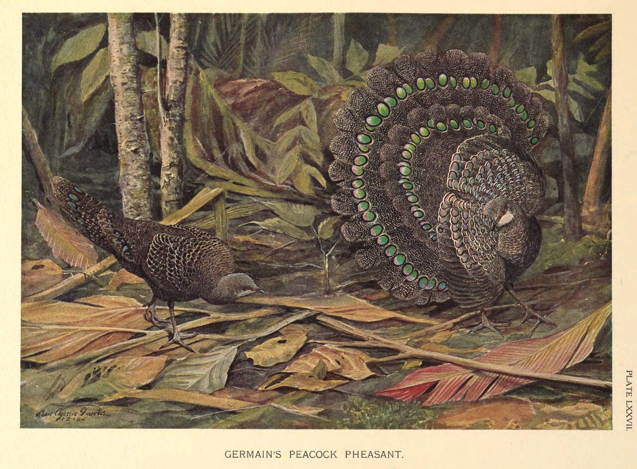 Drawing of two birds, one with fancy tail raised, showing off for female.