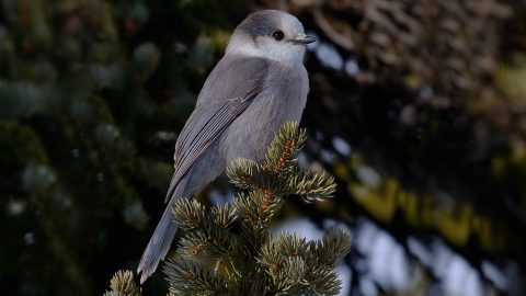 Canada Jay by Tim Harding via Birdshare.