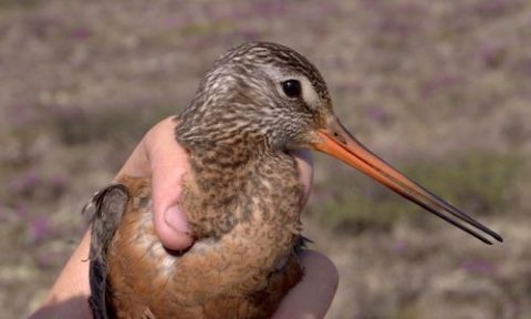 Hudsonian Godwit