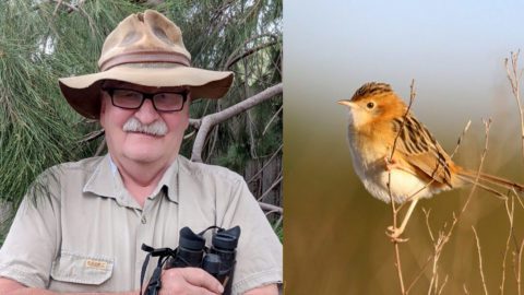 Golden-headed Cisticola by Jeff Dagg/Macaulay Library