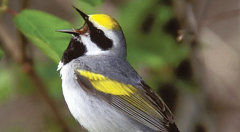 Golden-winged Warbler