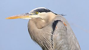 Great Blue Heron by Debbie Hurlbert