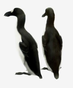 Great Auk painting