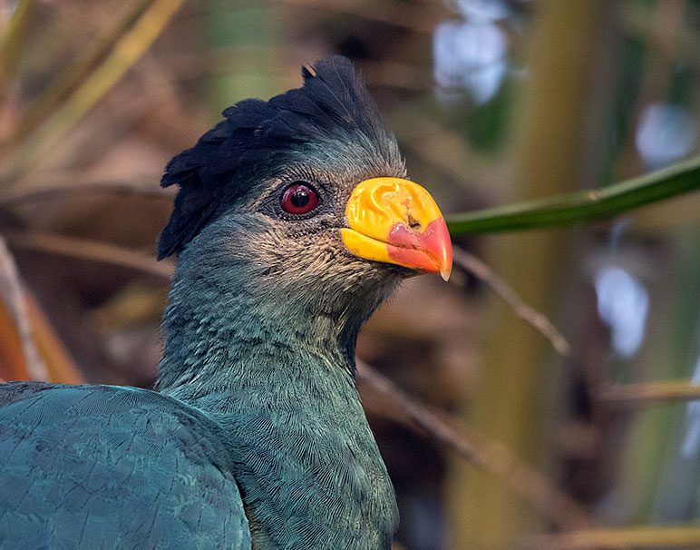 Close up profile of a dark turquoise bird with a black crest and yellow and red bill with a red eye.