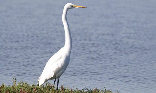 Great Egret (nonbreeding), California, October. Determining the age of Great Egrets is very difficult, as nonbreeding adults are nearly identical to immatures from late summer through late fall. Fortunately, age determination in this species is not critical for identification, because all share black legs year-round, as well as a long, moderately heavy, yellow bill; and importantly, all lack head plumes. Breeding adults show bright green lores briefly in spring. Photo by Brian Sullivan.