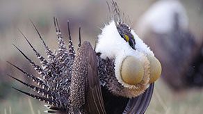 Greater Sage-Grouse