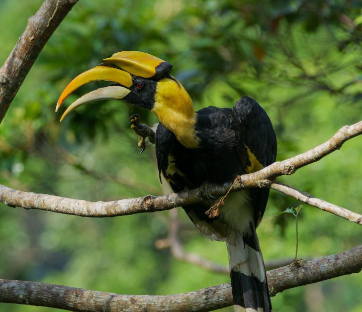 Great Hornbills by Tim Laman