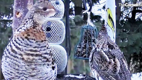 Ruffed Grouse at feeder cam