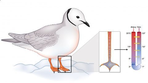 Countercurrent heat exchange: Intricate networks of blood vessels act as countercurrent heat exchangers to heat blood as it returns from the foot to the body. This steep temperature gradient (yellow arrows) reduces heat loss and saves a tremendous amount of energy. Graphics: © Cornell Lab of Ornithology. Adapted from Randall et al. 2002.