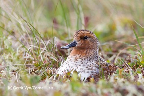 Spoon-billed Sandpiper