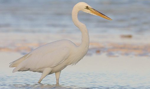 Great White Heron (immature ), Florida, March. Note general large size (like Great Blue Heron), long neck, heavy yellow bill, and pale legs. Photo by Tom Johnson.