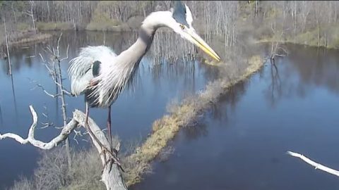 great blue heron cam cornell lab sapsucker woods pond