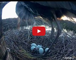 Heron hatching video play screen