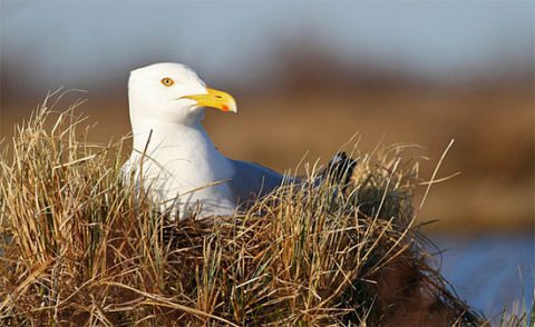 Herring Gull