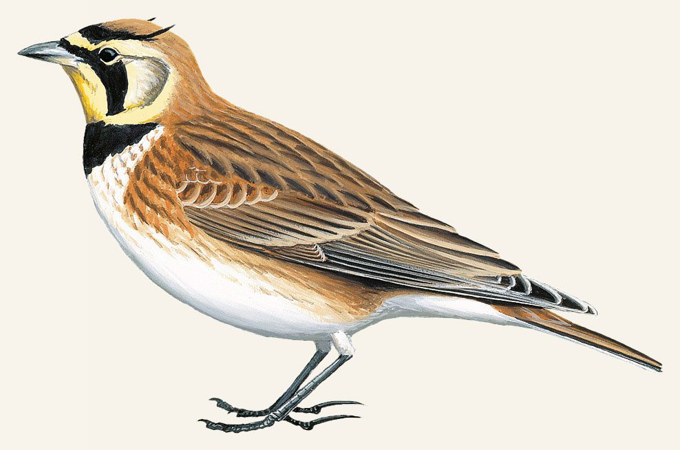 Illustration of a brown/beige and white bird with black and yellow face markings and feathers that look like horns.