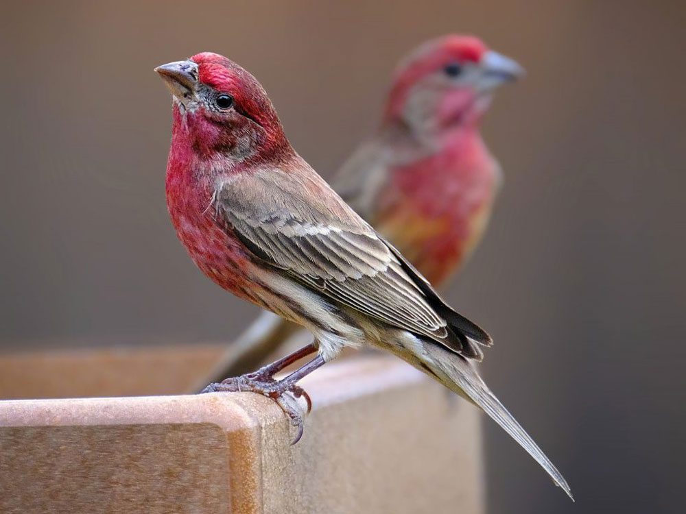 male House Finches by Alan Barnard via BirdSpotter/PFW