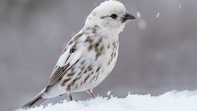 A pretty leucistic House Finch. Photo by Larry Keller via Birdshare.