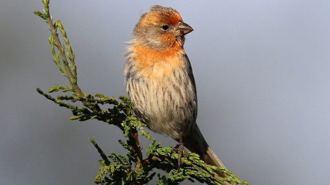 Though we typically think of House Finch as red, they actually come in a few color variations. Photo by Nick Dean via Birdshare.