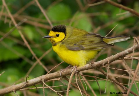 Hooded Warbler