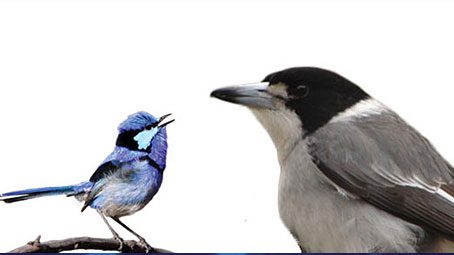 Photographs by David Kleinert (Splendid Fairywren) and Tatiana Gerus (Gray Butcherbird)